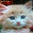 bosycat701's profile image