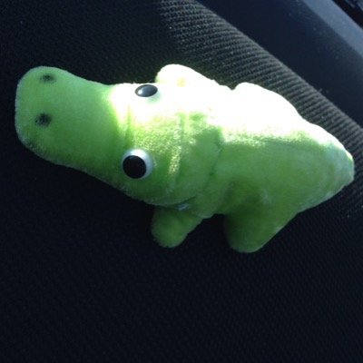 I am a pet alligator whos voice should be heard.