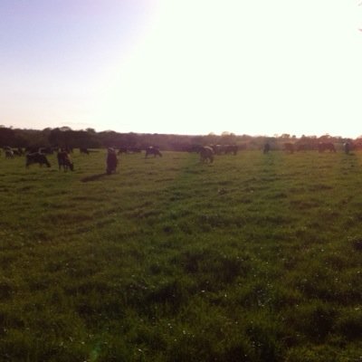 Grass based dairy farmer, Cheshire