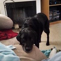 Luke Hunter (@luckydoghunter) 's Twitter Profile Photo