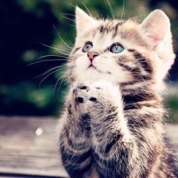 animal_picture_'s profile picture. かわいすぎる動物たちの画像をツイートしていきます♡