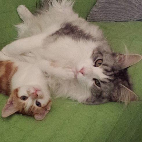 OsirisyBelier's profile picture. Críticos literarios felinos. Nos gusta la litergatura, los ronroneos y dormir. No tenemos dueños, pero sí humanos con los que compartimos nuestro hogar.