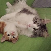 Osiris y Belier (@osirisybelier) 's Twitter Profile