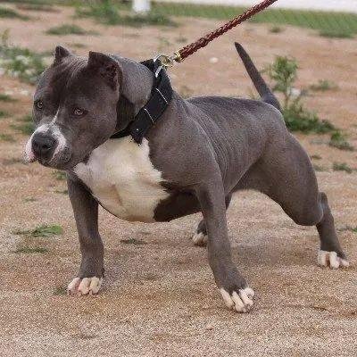 PET SHOP ,9990556665 WHATSAPP NUMBER