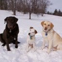 Marc Lipson - @MarcLipson1 - Twitter