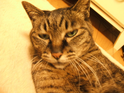 ブライだった人。 猫がいる。 犬もいる。