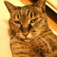名前はもうない (@day_flat) 's Twitter Profile