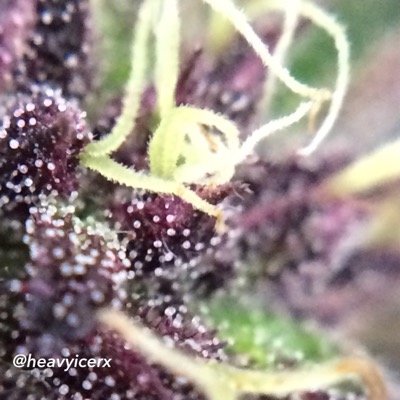 Legal medical cannabis patient, organic grower and solventless extract maker. Nothing is ever for sale.