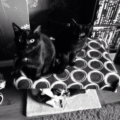 hi i am coco :3 my owner is @missminecraft12 and i hate hackers :33