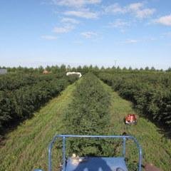 A Saskatoon Berry Orchard with Raspberries, Chokecherries and Sour Cherries. We also grain farm Durum, Canola, Peas, Lentils and sometimes Flax.