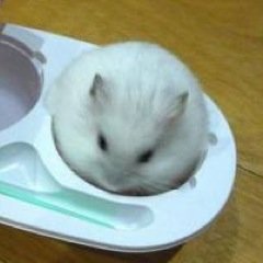 risamatsu11's profile picture. 新しく始めました！(＞人＜;)
皆様まったり絡まりましょー（＾Ｏ＾）

ショッピング マンガ カラオケ お酒