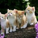 Melissa Sandıkçı - @melissa_sand - Twitter