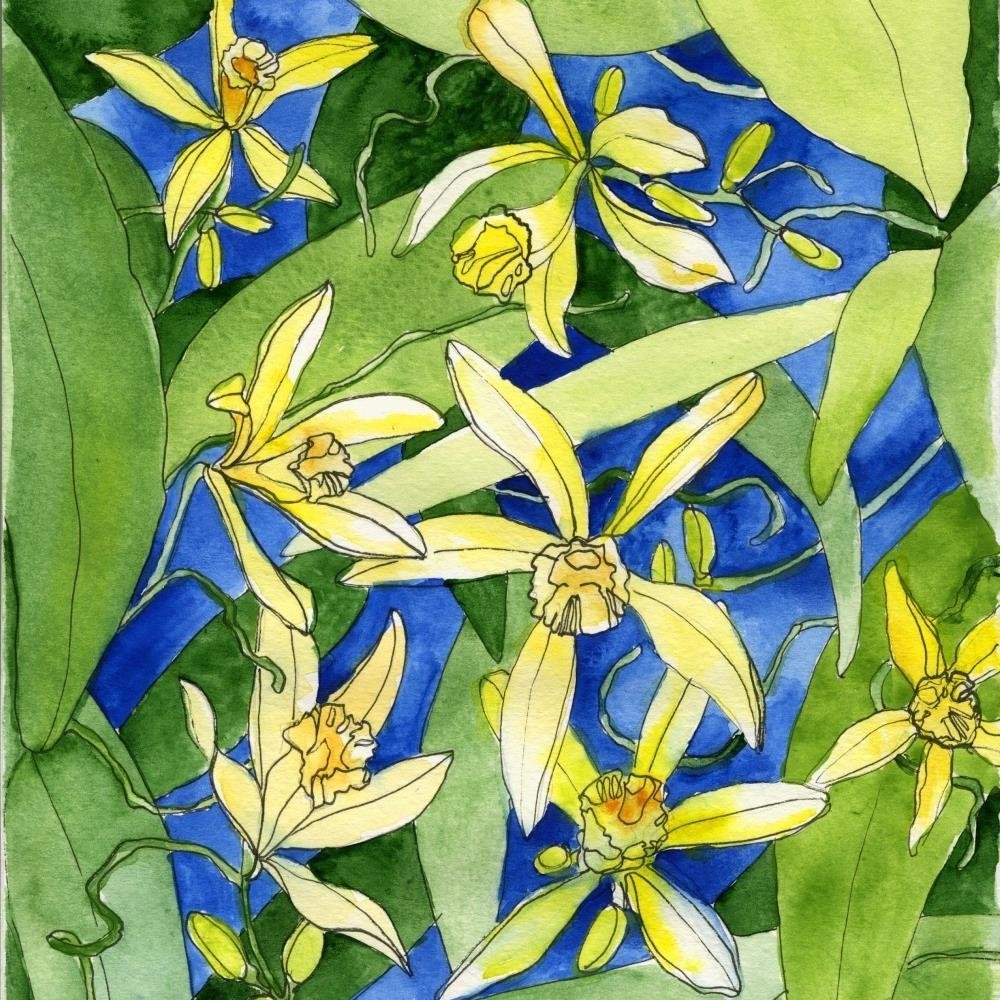 Vanilasdebesis's profile picture. 