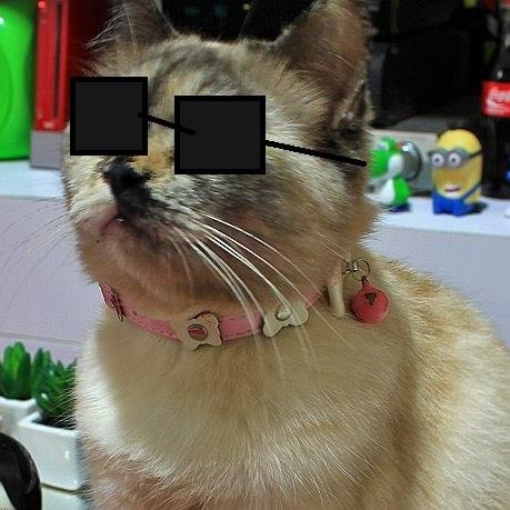 Minha gata se chama Twitter.