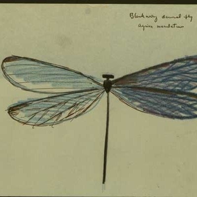 kincaplanells's profile picture. 