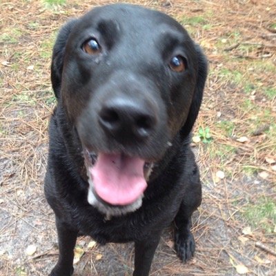 northoftheriver's profile picture. Proud father of three, including twins, husband, labrador owner, #AFCB supporter for over 30 years.