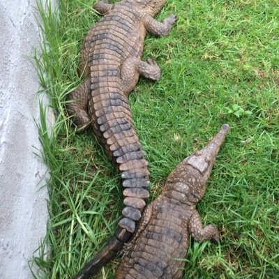 HlopheMalusi's profile picture. 