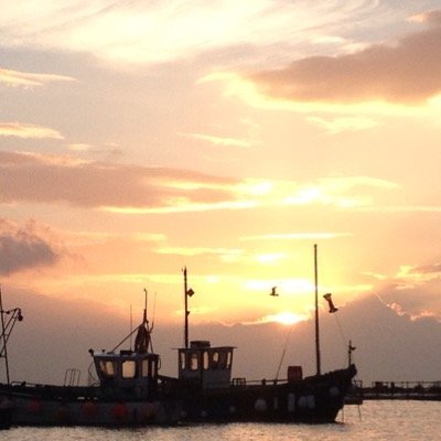 Family friendly Mackerel Fishing, Deep Sea (rod) Fishing and Boat Trips from the iconic Cobb harbour. 0797 479 6002