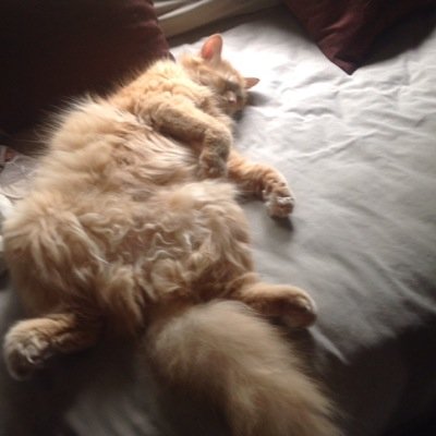 annabananawv's profile picture. 