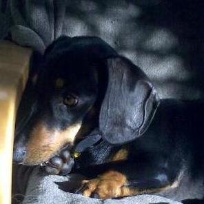 Dachshund...slim and sausagey