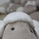 Lee Haughton - @sheepo69 - Twitter