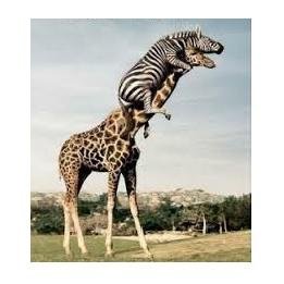 Hi. I tweet world's funniest news every day! Do you like to see more? If so, please visit my website.