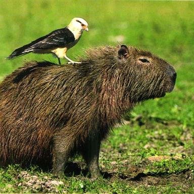 Karpincho69's profile picture. 