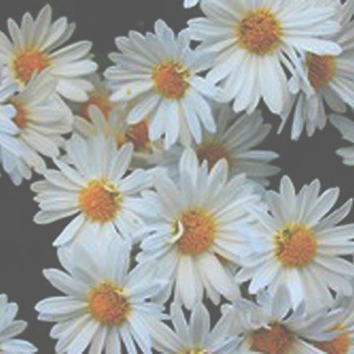 compIimentsaww's profile picture. dm us compliments and nice things about ur fave accounts!! ((will be anon))