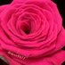 روح الورد (@dove9977) Twitter profile photo