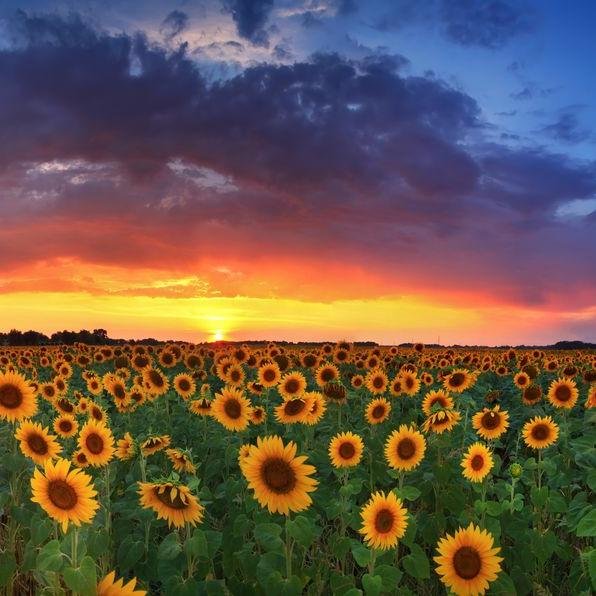 moniejmarie's profile picture. 