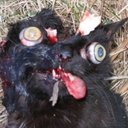 Adam Symonds  - @OfficalNarrogin - Twitter