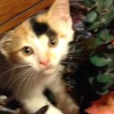 Barbara Cornelius - @BarbaraCorneli2 - Twitter