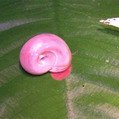 SnailsRustm's profile picture. || we breed and paint snails!! || contact us at gelo161@yahoo.com for snails || crew: Sofia, Sierra, Marcela, and Lauren