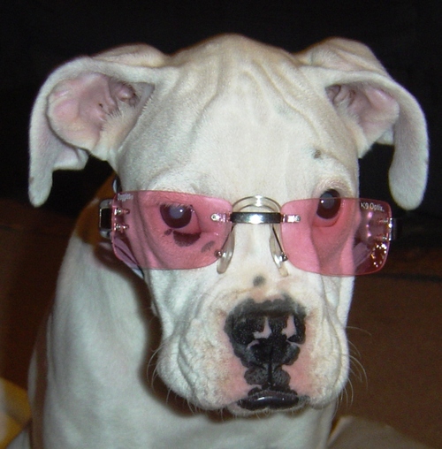 Love Boxers (dogs), Cooking, Reading, Gardening, Social Media, Trying New Things, Getting Free Stuff and sharing my opinions!