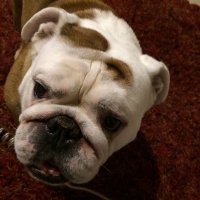 Big papa (@asmonaco) 's Twitter Profile