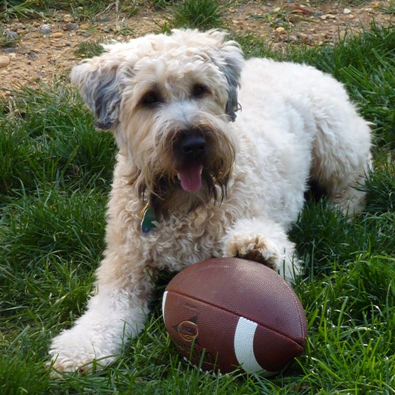 Energetic, outgoing Wheaten terrier. #zshq member. Love sticks, chasing squirrels, kisses and belly rubs