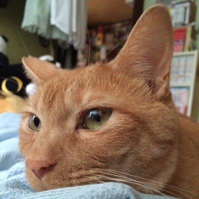 さくらん朔夜さんのプロフィール画像