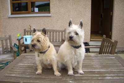 Shire_Cairns's profile picture. 