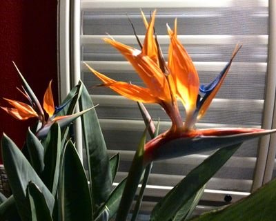 giusepe_ursini's profile picture. libero professionista 
consulenza legale