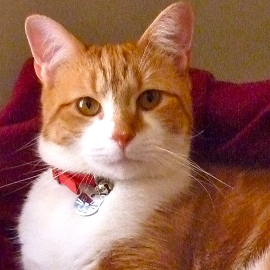 Labour supporter and angry cat. Appalled by the demonisation of the least fortunate in society. Loves tuna and Dreamies.
