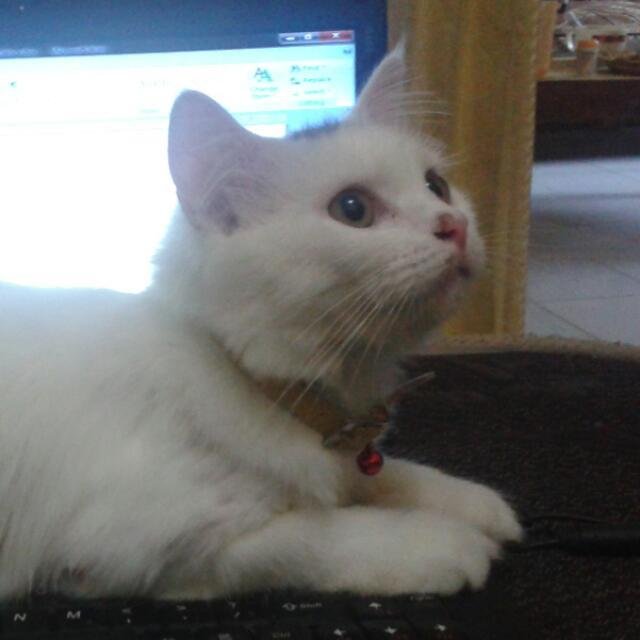 wattpad user.