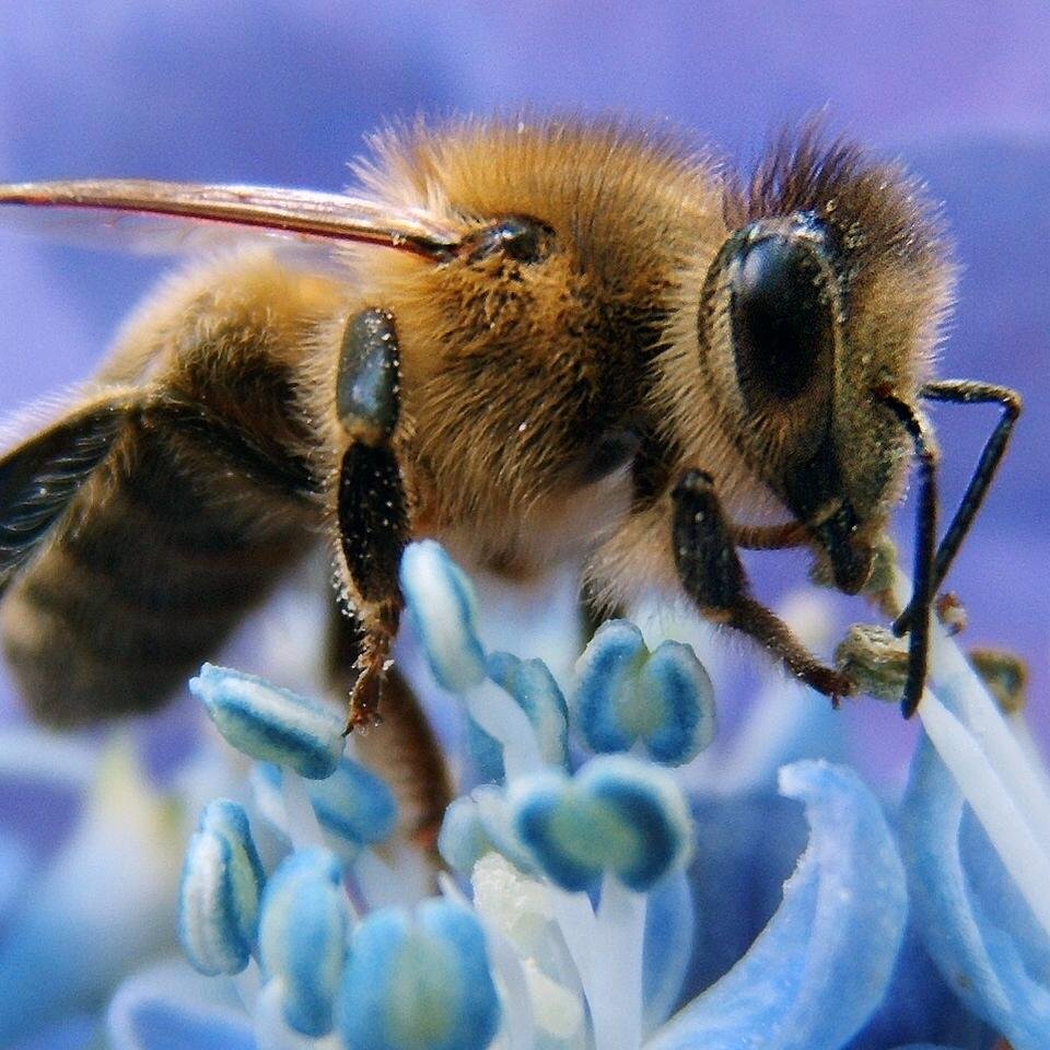 Conservation biology student studying honey bees!!