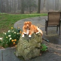 Nova Scotia Duck Tolling Retriever fan.