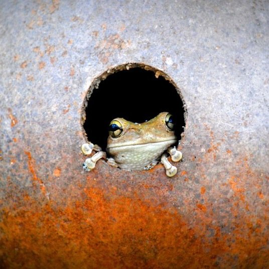 natLEBnet's profile picture. :p