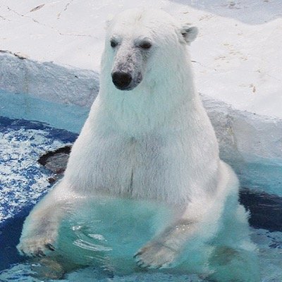 shiraga_no_kuma's profile picture. 