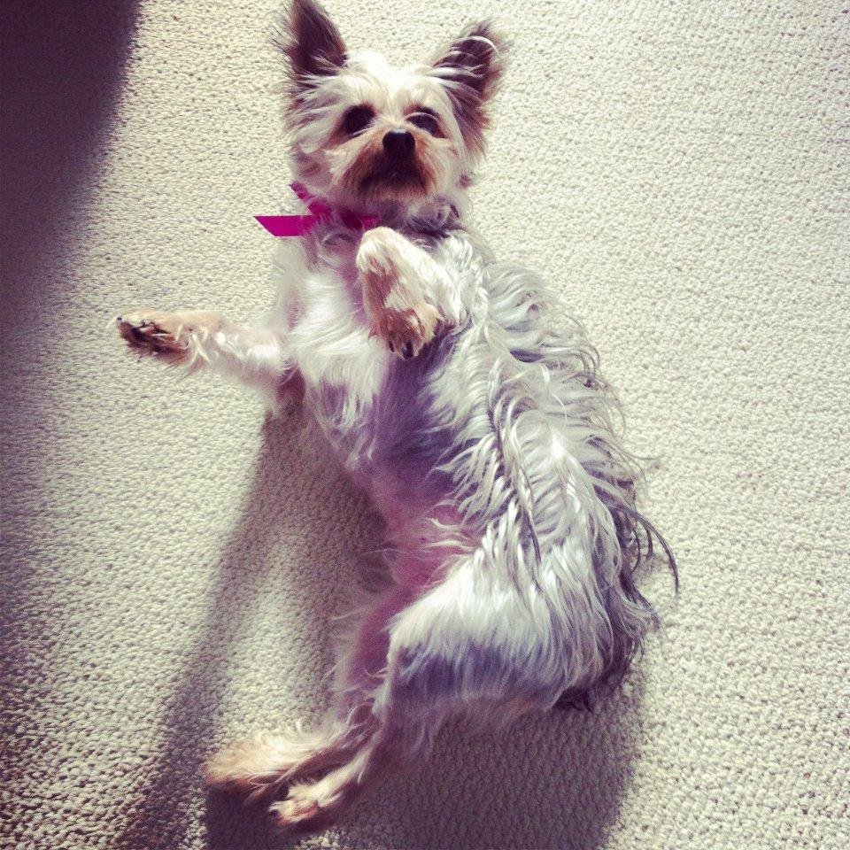 thePangcake's profile picture. 20↑. ZhongLi 钟离 simp. Yep, that's all. @_@