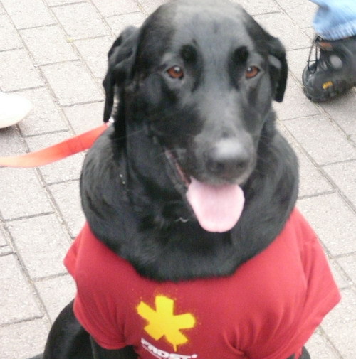 ProgDog's profile picture. I am the ultimate gig buddy and I love MY car