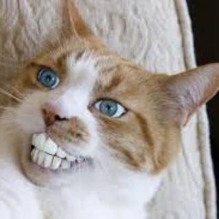 Hello. I bring you funny and trendy news everyday. If you like them, please visit also my website. Thank you!
