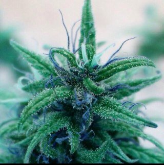 @legalizeMA413 is completly dedicated to legalizing recreational marijuana, not only in MA, but on the federal level as well! Lets make weed in mass legalized!