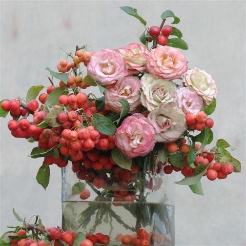 FloralLrcf's profile picture. Est. 2002